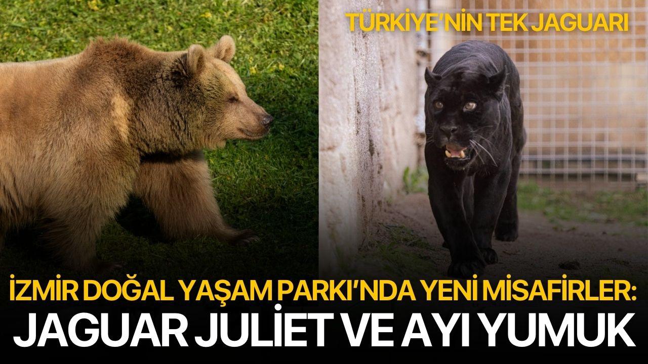 İzmir Doğal Yaşam Parkı’nda yeni misafirler: Jaguar Juliet ve ayı Yumuk
