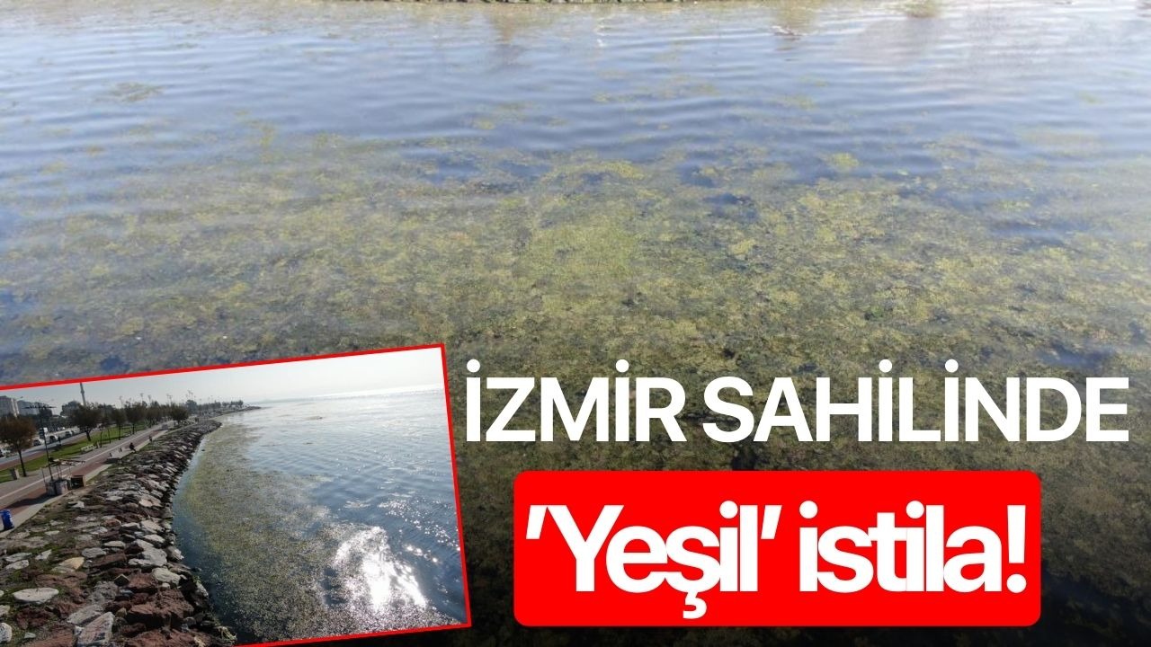 İzmir sahilinde ’yeşil’ istila!