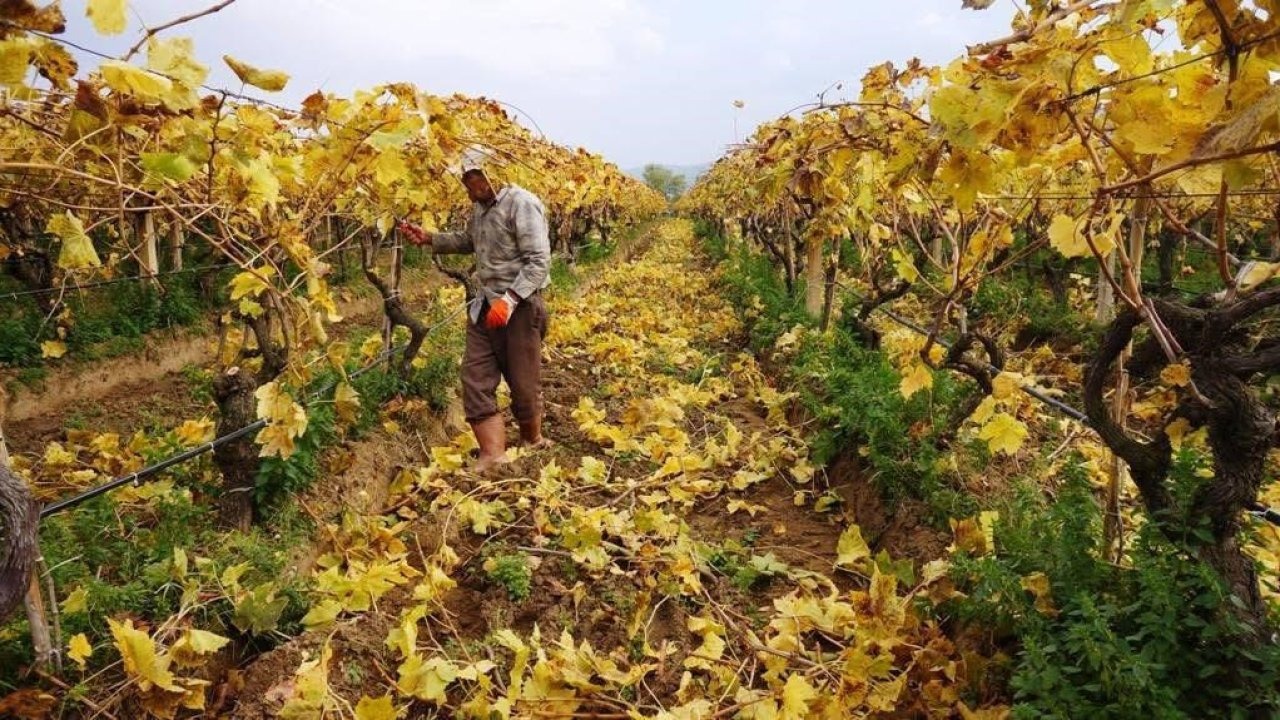 Kartpostallık görüntüler eşliğinde Manisa'da budama çalışmaları sürüyor