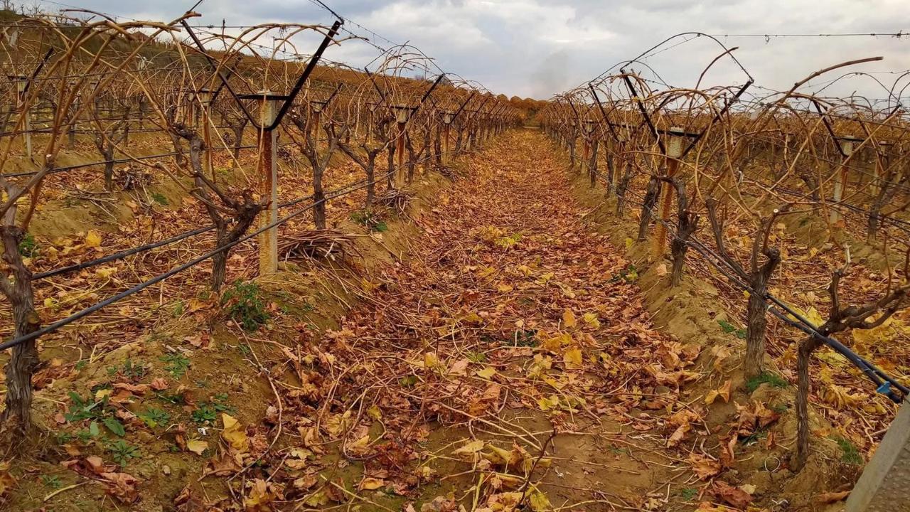 Kış budamasında sürpriz lezzet: Sarıgöl bağlarında “çoban üzümü” geleneği sürüyor
