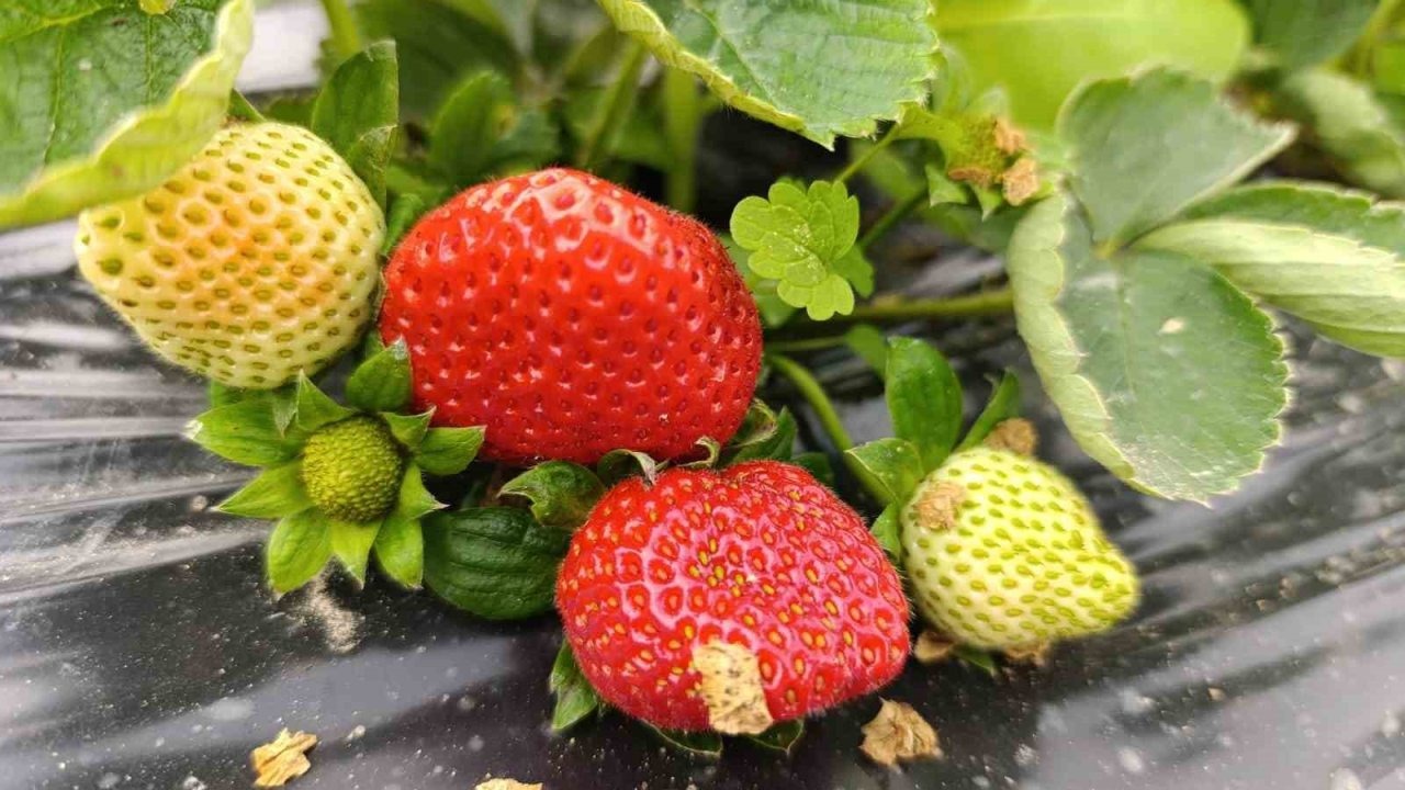 Köprübaşı’nda kış çileği 200 TL’den alıcı buluyor