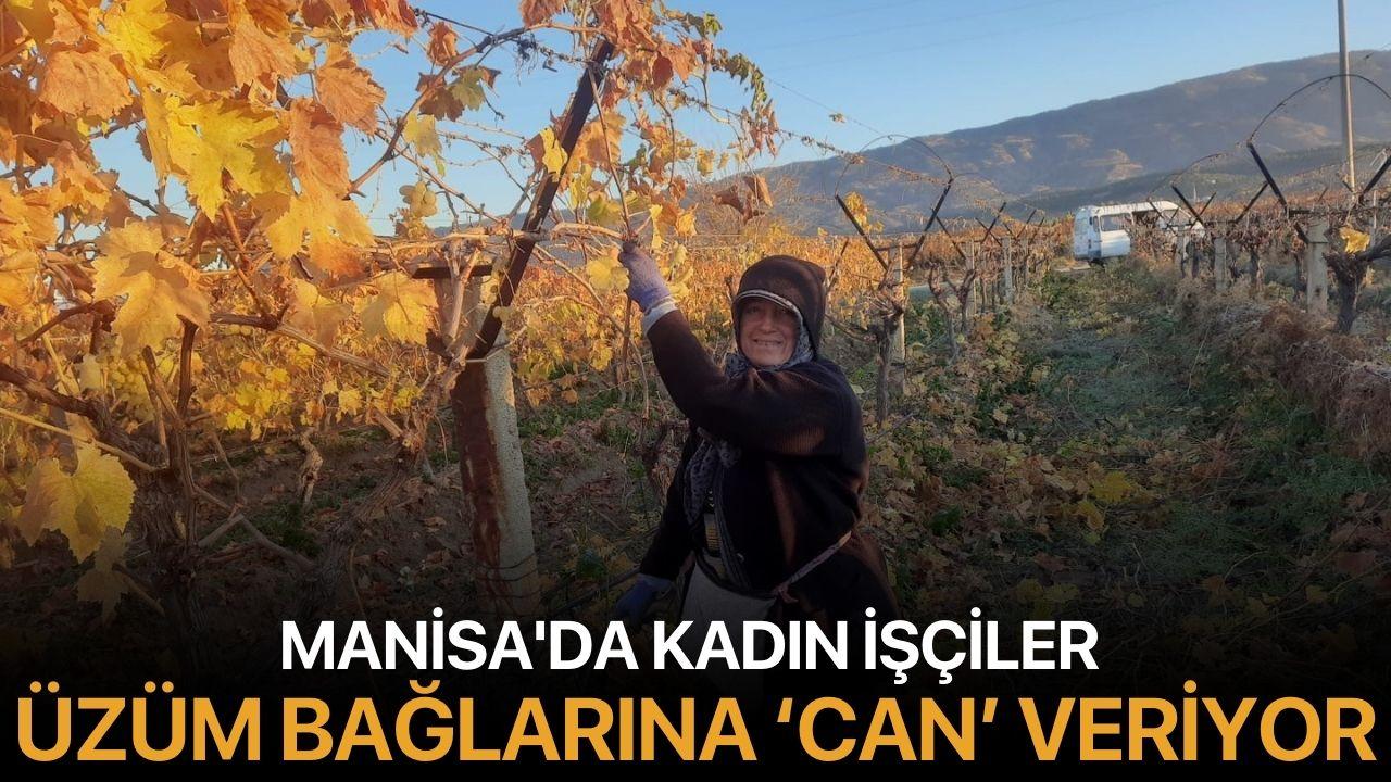Manisa'da kadın işçiler üzüm bağlarına ‘Can’ veriyor