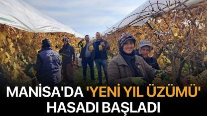 Manisa'da 'Yeni Yıl Üzümü' Hasadı Başladı