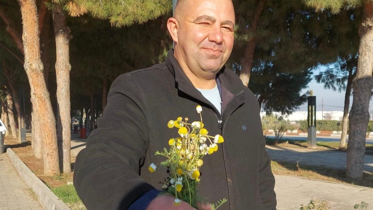 Manisa'da zemheri papatyaları açtı