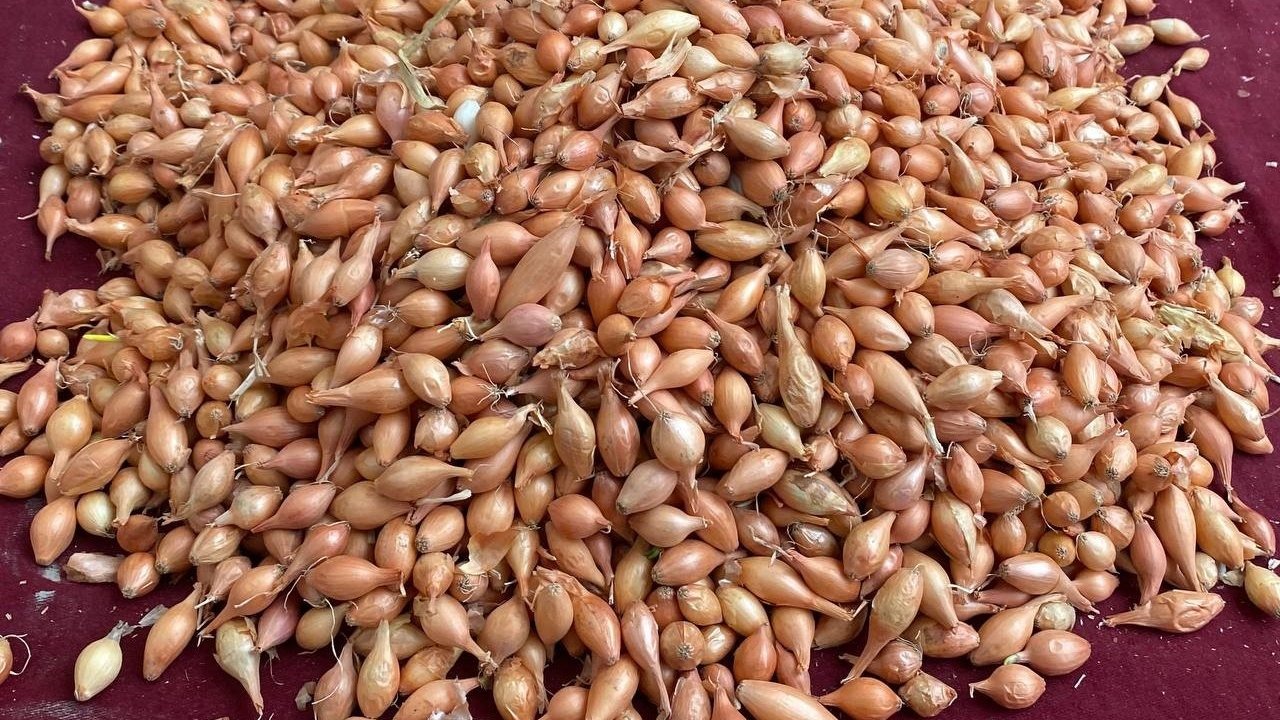 Manisalı soğan üreticilerine ‘Dikim zamanı’ uyarısı