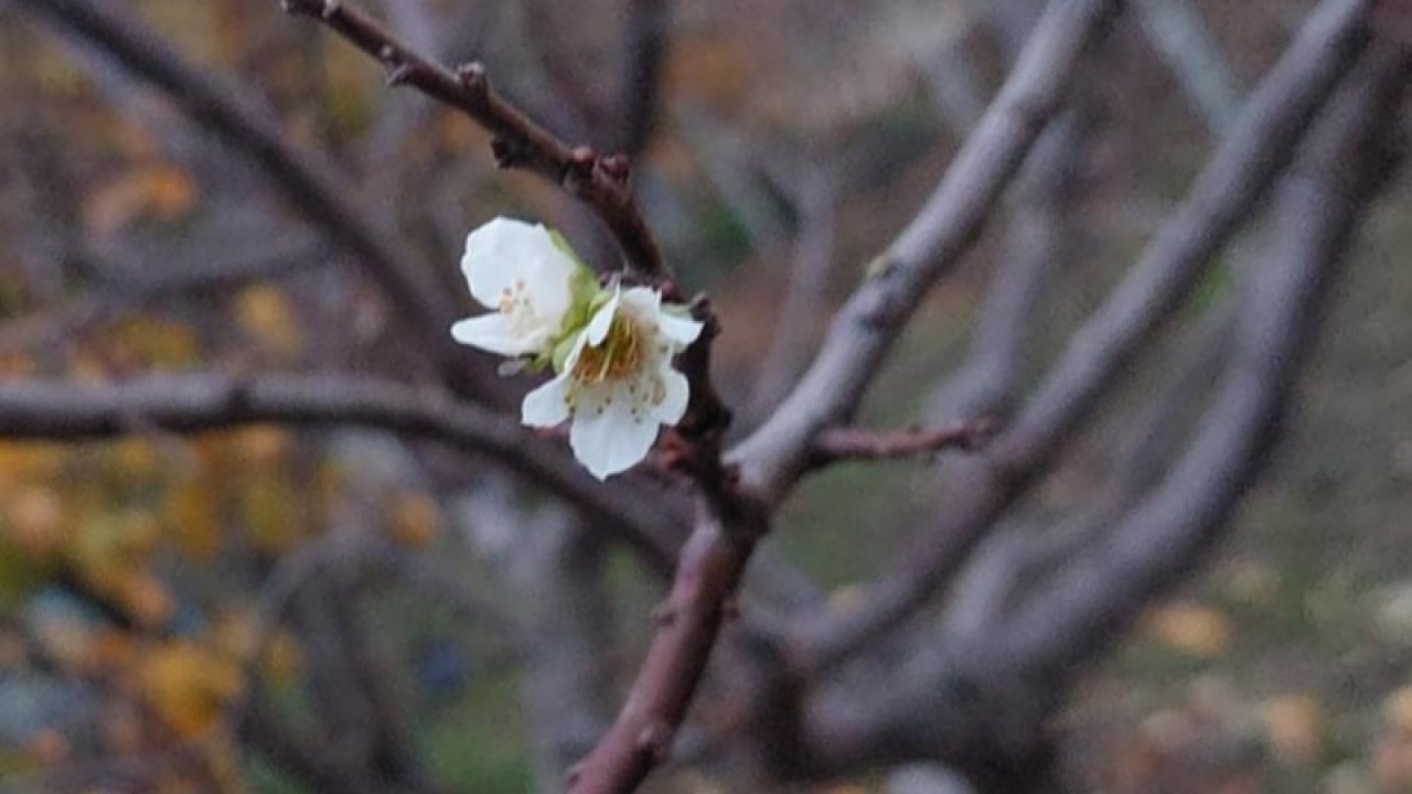 Manisa'nın o ilçesinde erikler çiçek açtı!