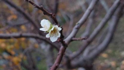 Manisa'nın o ilçesinde erik ağacı çiçek açtı!