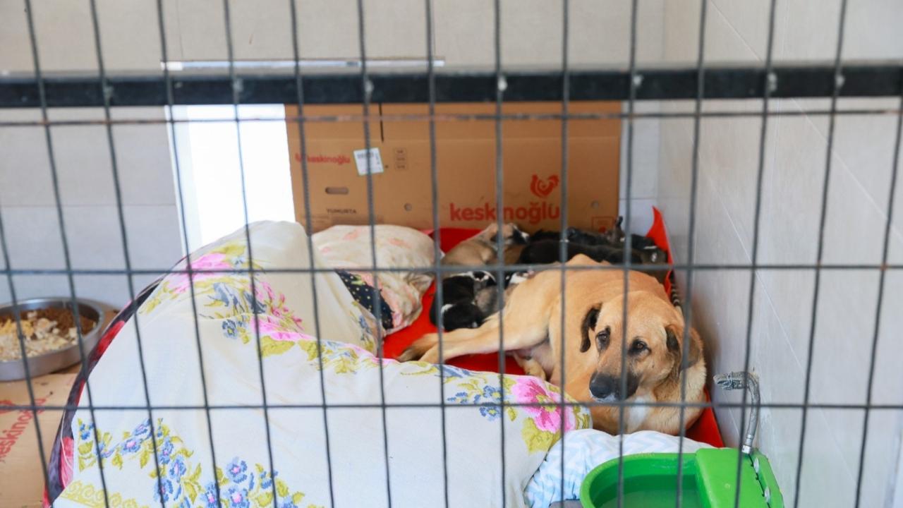 Sahiplendiği 2 köpeği sokağa bıraktı: 172 bin lira ceza yedi!