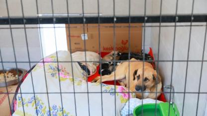 Sahiplendiği 2 köpeği sokağa bıraktı: 172 bin lira ceza yedi!