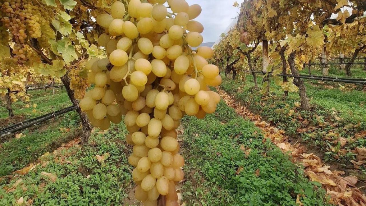 Sarıgöl’ün Sultaniye Üzümleri Aralık Ortasında Hâlâ Dalında Taze Kaldı