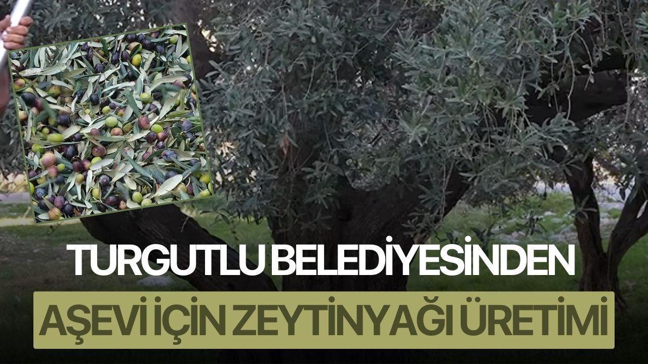 Turgutlu Belediyesinden Aşevi İçin Zeytinyağı Üretimi