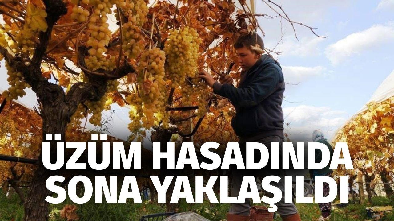 Üzüm hasadında sona yaklaşıldı