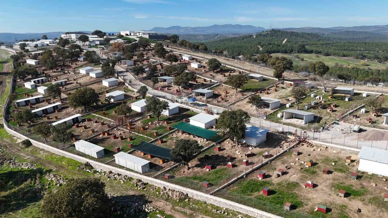 Yunusemre’de sokak hayvanlarına örnek yaşam merkezi