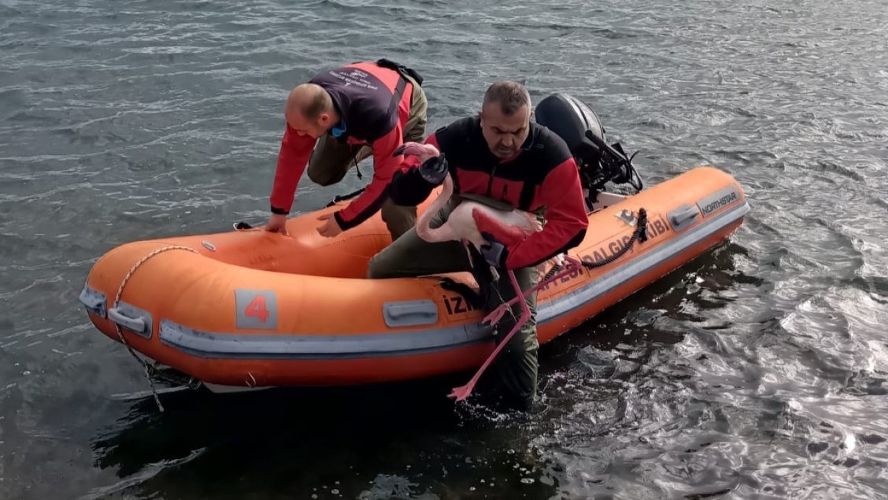 İzmir’de misina tuzağından özgürlüğe