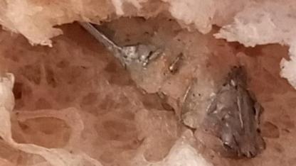 İzmir’de Şok Eden Olay: Fırından Alınan Ekmeğin İçinden Vida Çıktı