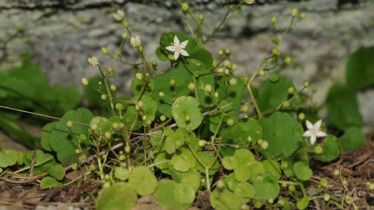 Komşu ilçede yeni bitki türü keşfedildi