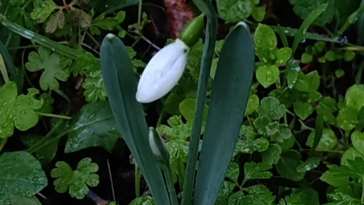 Manisa Lalesi ve Kardeleni Koparmanın Cezası Dudak Uçuklatıyor