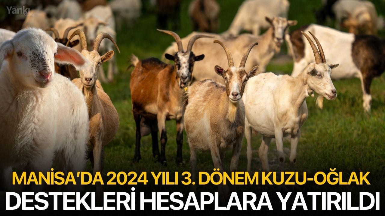 Manisa’da 2024 Yılı 3. Dönem Kuzu-Oğlak Destekleri Hesaplara Yatırıldı