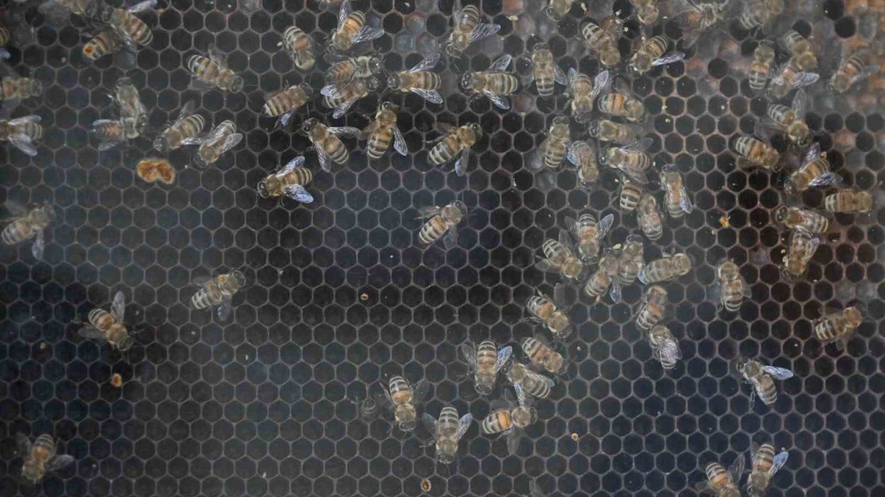 Manisa’da çiftçilere ve hayvancılara müjde: Kırsal kalkınmaya 144 milyon TL’lik dev yatırım