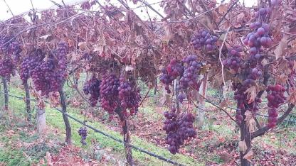 Red Globe Üzümleri Dalında Saklandı, Yeni Yılda Hediye Edildi