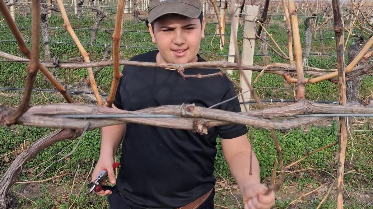 Sarıgöl’de Yağış Sonrası Üreticiler Bağlara İndi