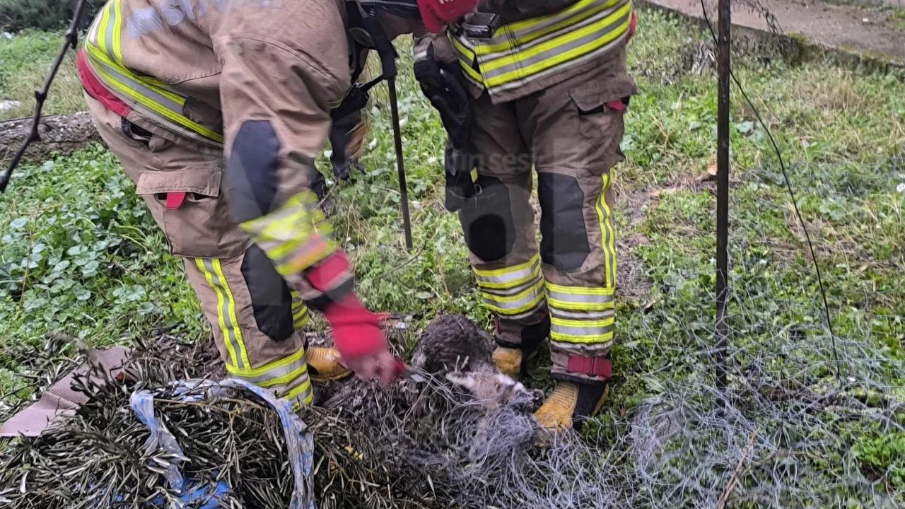 Turgutlu'da kurtarma operasyonu: Bu kez tilki!
