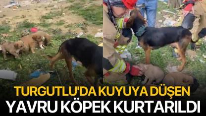 Turgutlu'da kuyuya düşen yavru köpek kurtarıldı