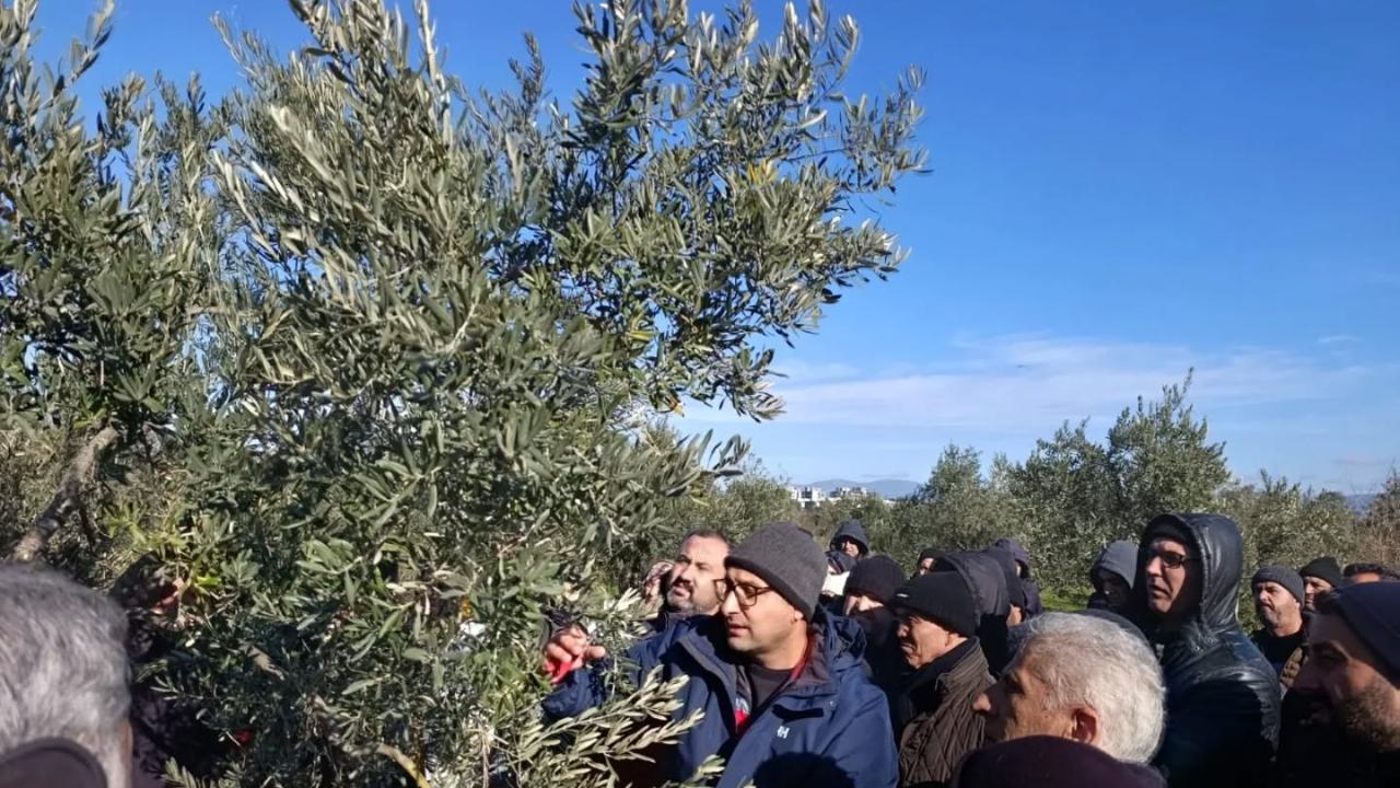 Zeytin Yetiştiriciliği Kursu Sahada Devam Ediyor: Budama Eğitimleri Uygulamalı Olarak Sürdürülüyor