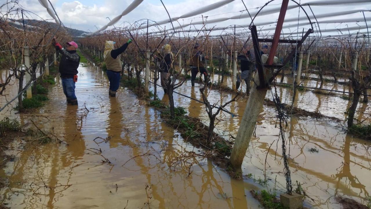 Bağlar Göle Döndü, Budama İşçileri Suyun İçinde Mesai Yapıyor