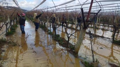 Bağlar Göle Döndü, Budama İşçileri Suyun İçinde Mesai Yapıyor