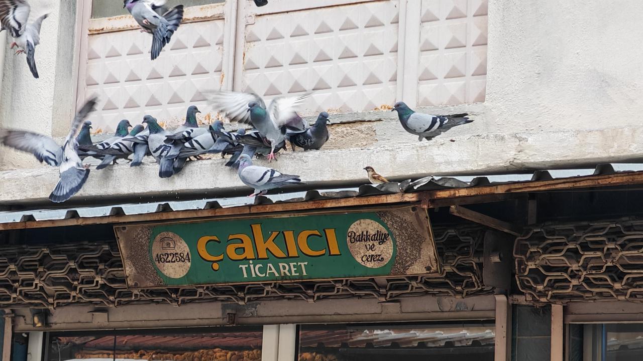 Balkonunu kuşlara sofra yaptı: Esnaftan örnek davranış