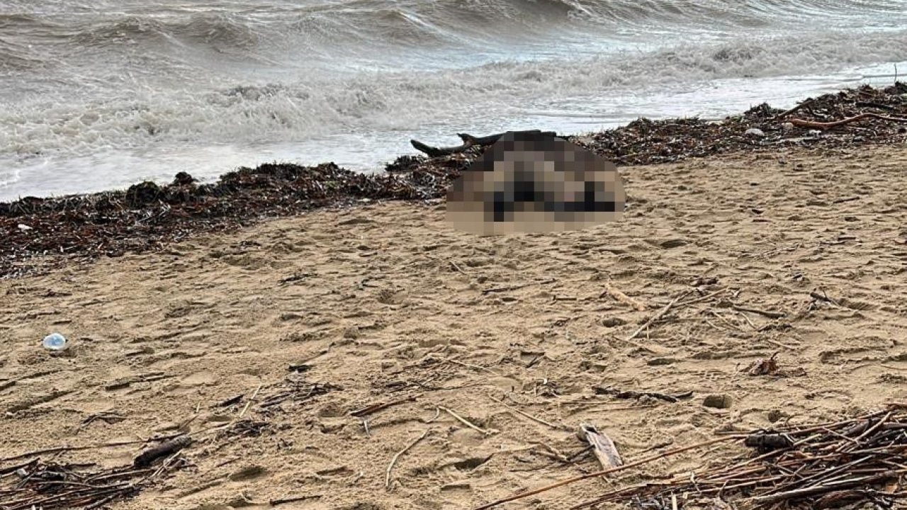 Ege'de acı haber: Sahile kadın cesedi vurdu!