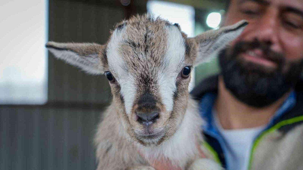 Evcil hayvanlara yeni alternatif: Kedi köpeğin yerini ‘cüce keçi’ alabilir!