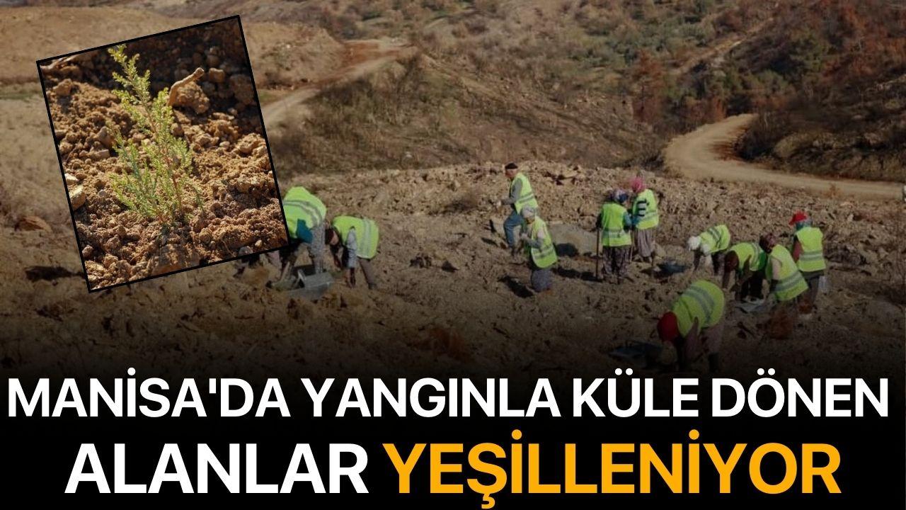 Manisa'da yangınla küle dönen alanlar yeşilleniyor