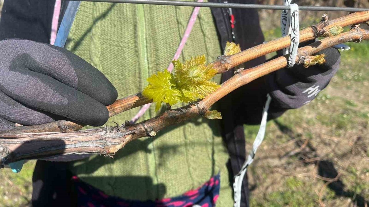 Manisa'da bağlarda erken uyanış korkutuyor!