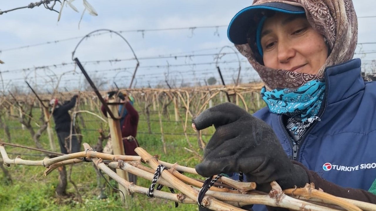 Manisa'da bağlarda hummalı çalışma: Budama ve bağlama devam ediyor