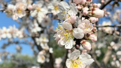 Manisa'da Erken Çiçek Açan Badem Ağaçları Üreticiyi Endişelendirdi