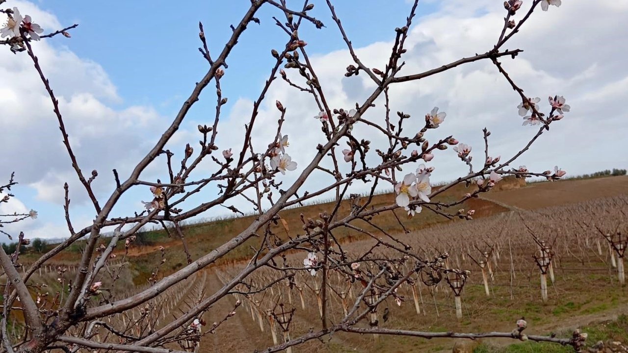 Manisa'da güneşli hava etkisini gösterdi: Badem ağaçları çiçek açtı, çiftçiler endişeli!