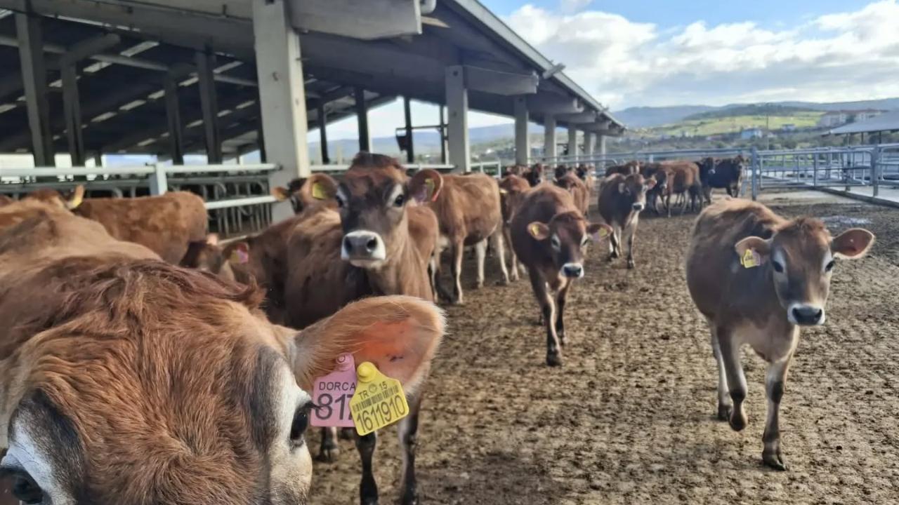 Manisa'da 'Hastalıktan Ari İşletme' sayısında artış