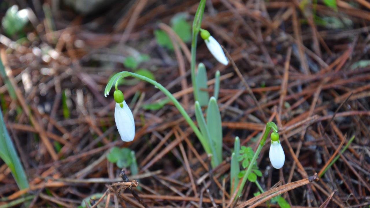 Manisa'da o çiçeği koparmanın cezası 699 bin lira!