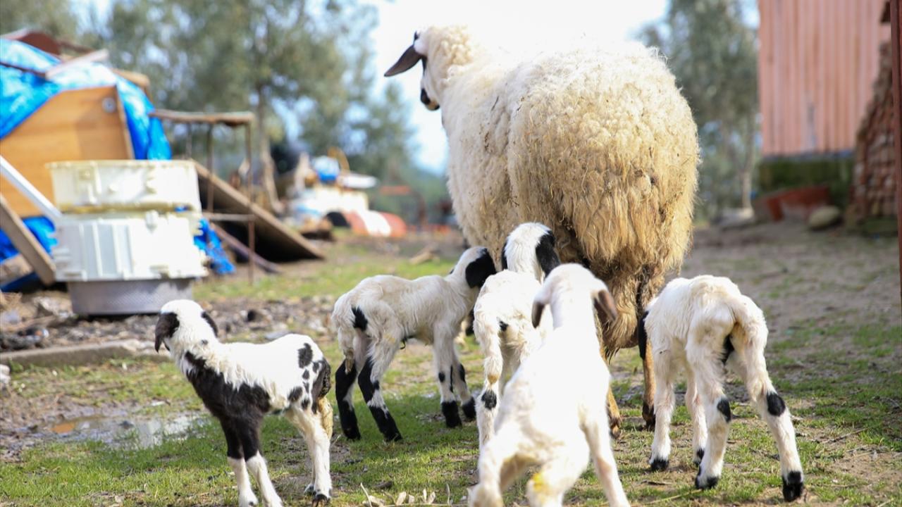 Manisa’da şaşırtan doğum: “Fadik” bir batında 5 kuzu dünyaya getirdi