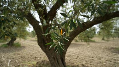 Manisa'nın o ilçesinde halkalı leke alarmı!