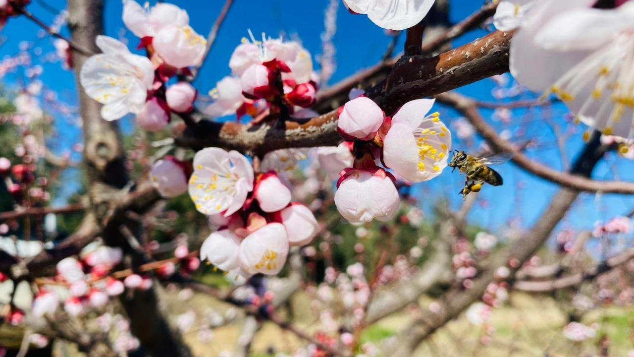 Salihli’de sert çekirdekli meyveler için ‘Monilya’ uyarısı