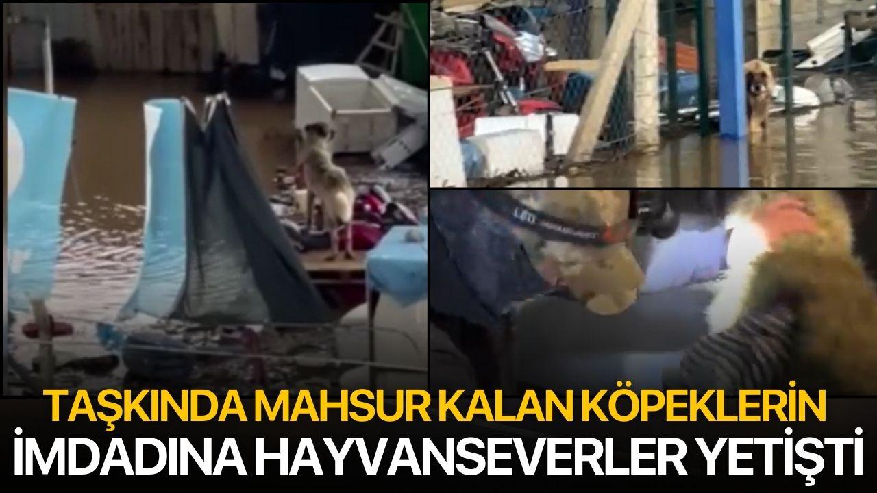 Taşkında mahsur kalan köpeklerin imdadına hayvanseverler yetişti