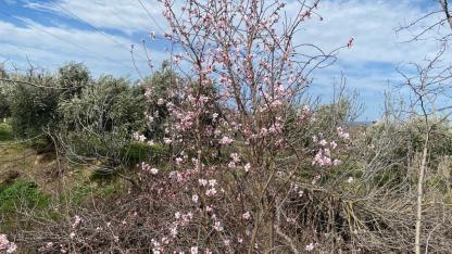 Yalancı bahar aldattı: İlçede ağaçlar çiçek açtı!