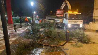Yarım asırlık çam ağacı fırtınada devrildi