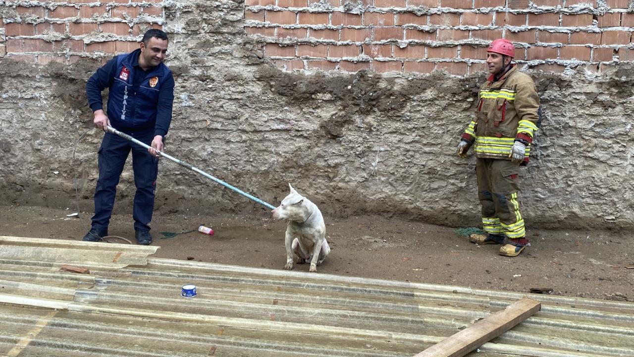 3 metrelik temel çukuruna düştü: "Pamuk" isimli köpek kurtarıldı!