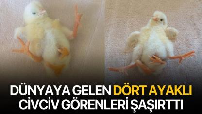 Dünyaya gelen dört ayaklı civciv görenleri şaşırttı