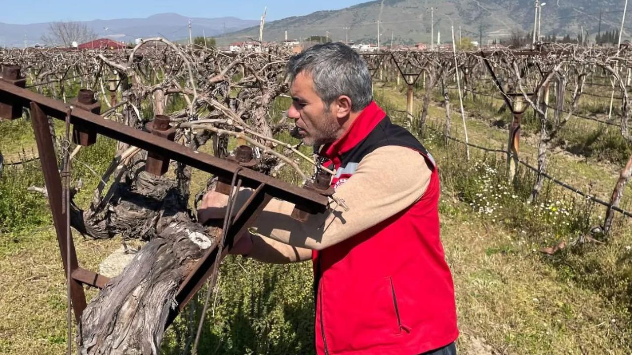 Manisa'da bağlarda hastalık ve zararlı kontrolü yapılıyor
