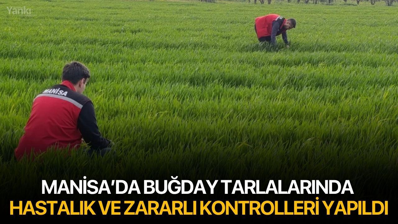Manisa’da Buğday Tarlalarında Hastalık ve Zararlı Kontrolleri Yapıldı